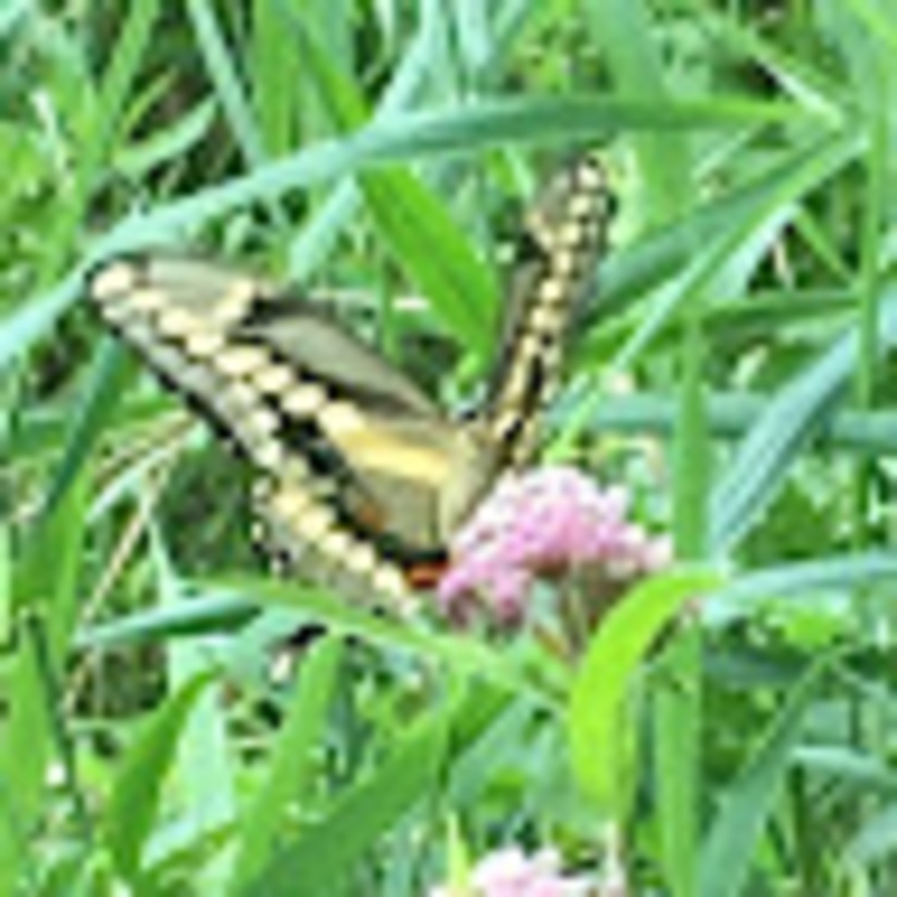 Meet your Posher, Donna